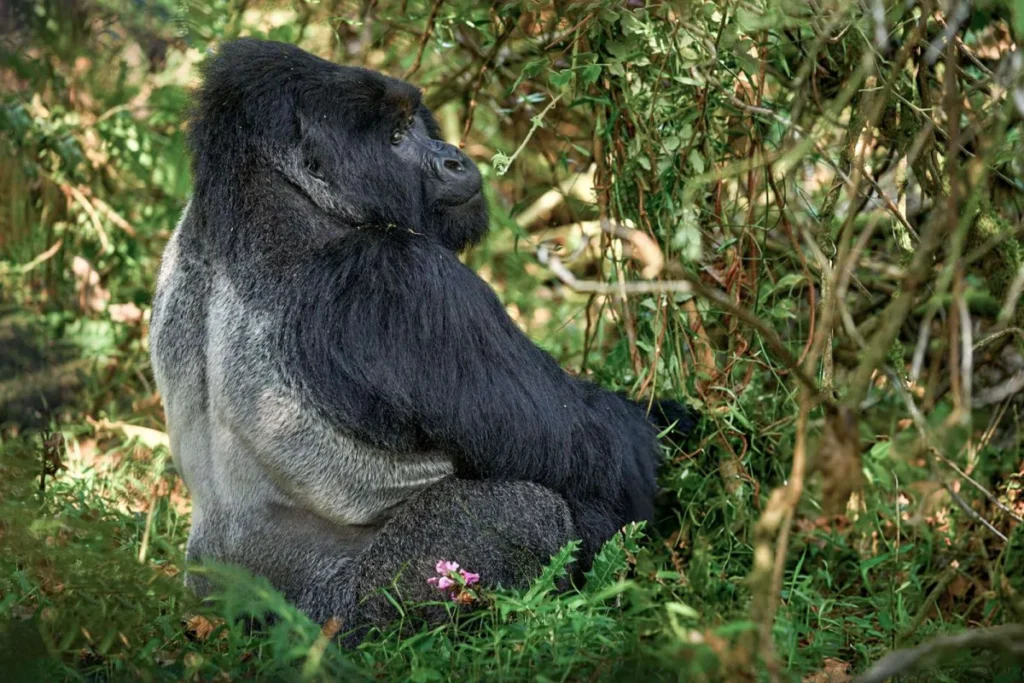  3 Day Rwanda Safari: Mountain Gorilla Tracking Adventure