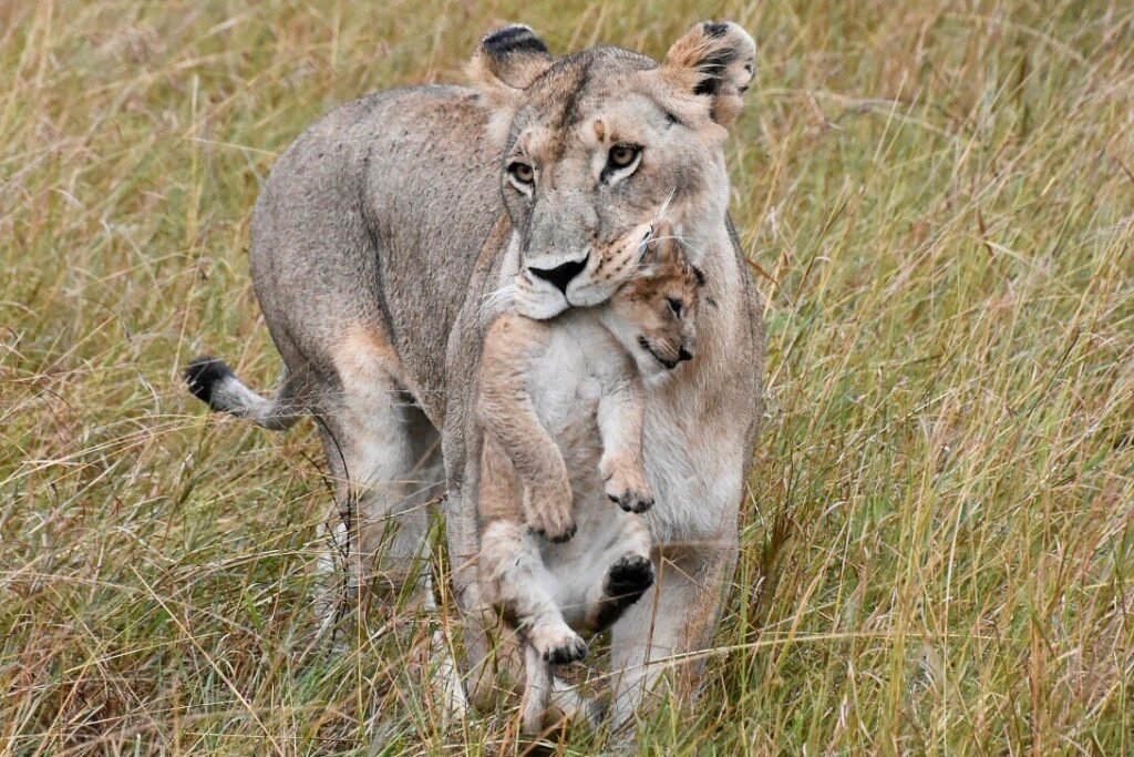 17 Day Uganda Gorilla Trekking, Birding and Wildlife Safari Adventure