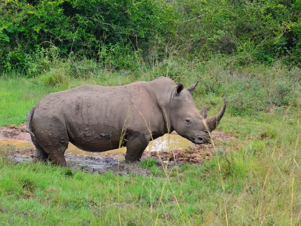 16 Days Uganda Safari Adventure: Gorilla & Chimps Trekking