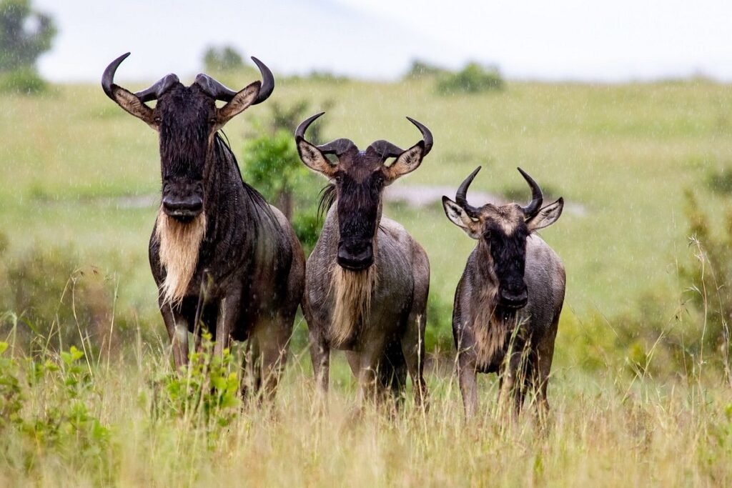 4 Day Safari in Tanzania: Ngorongoro Crater, Serengeti, & Tarangire