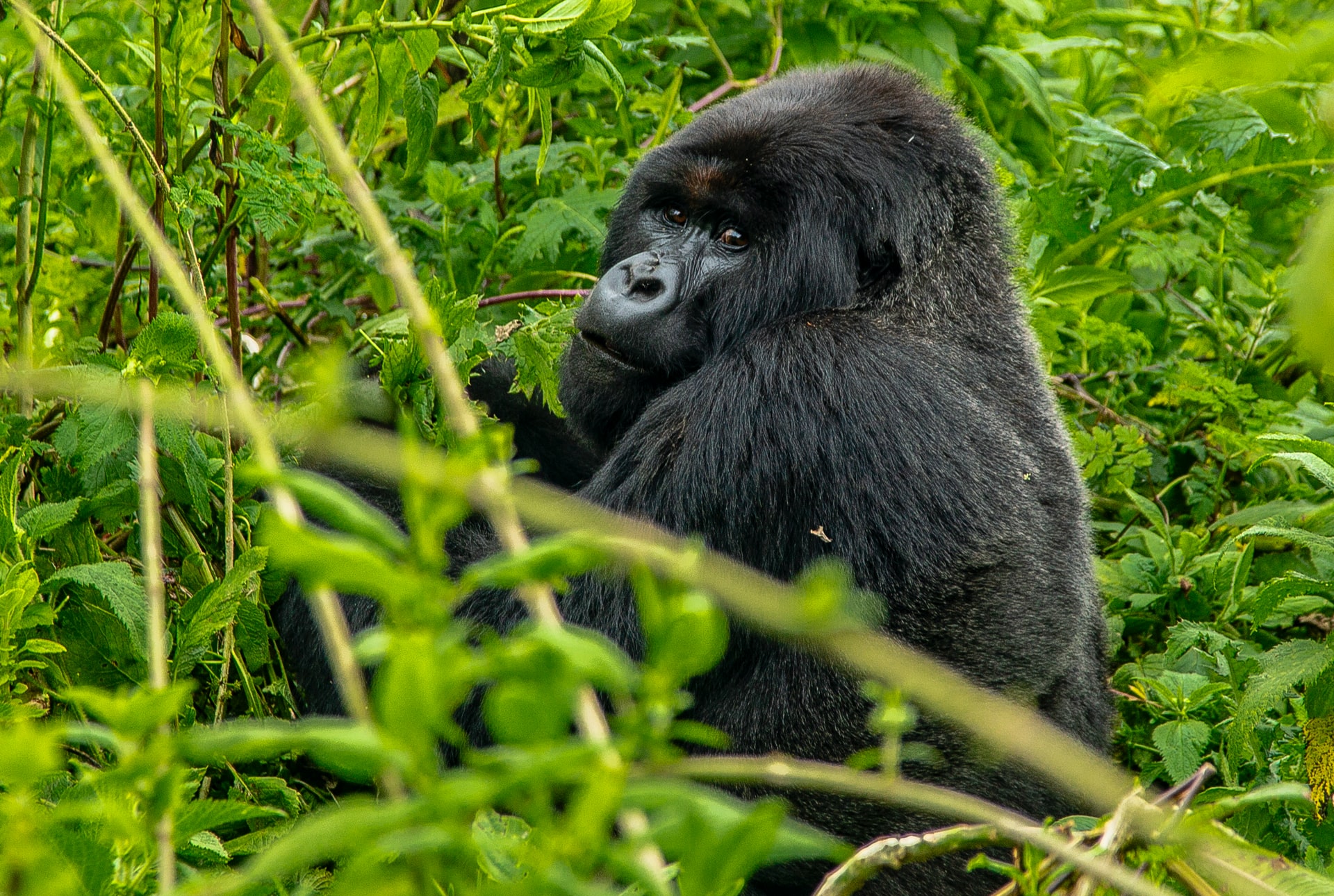 3-Day ultimate gorilla Safari and lake Bunyonyi